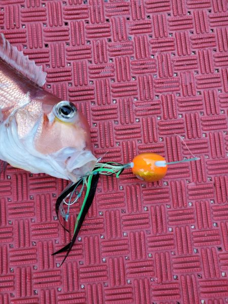 シーライオン 釣果