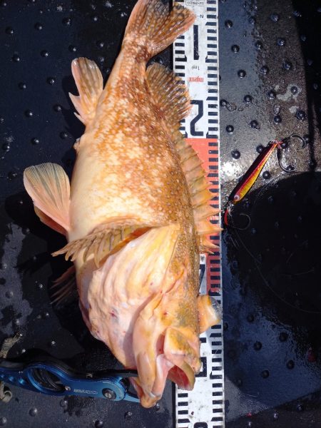 第二龍勢丸 釣果