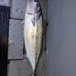 第二龍勢丸 釣果