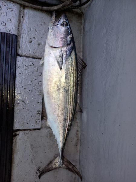 第二龍勢丸 釣果