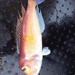 第二龍勢丸 釣果