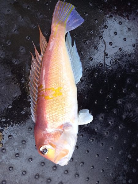 第二龍勢丸 釣果