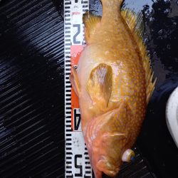 第二龍勢丸 釣果