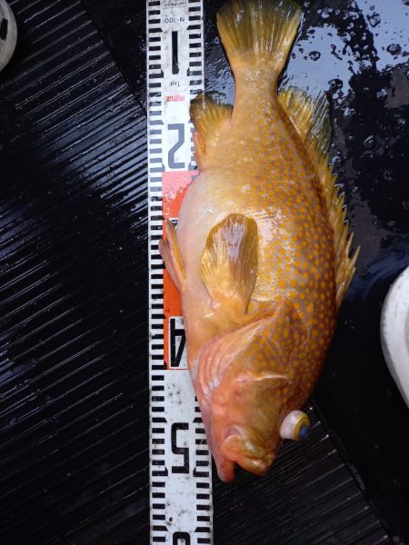 第二龍勢丸 釣果