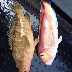 第二龍勢丸 釣果