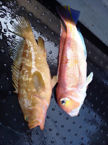 第二龍勢丸 釣果