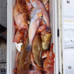 第二龍勢丸 釣果