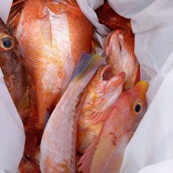 第二龍勢丸 釣果