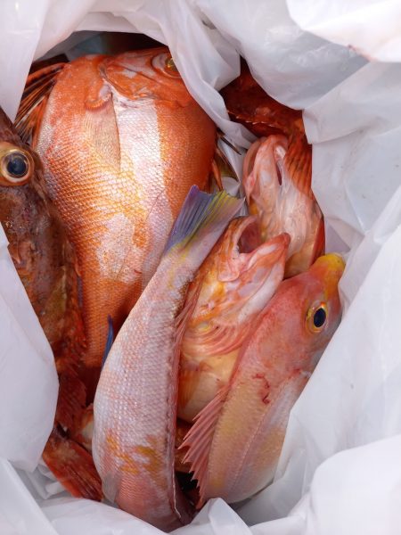 第二龍勢丸 釣果