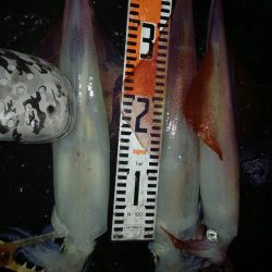 第二龍勢丸 釣果