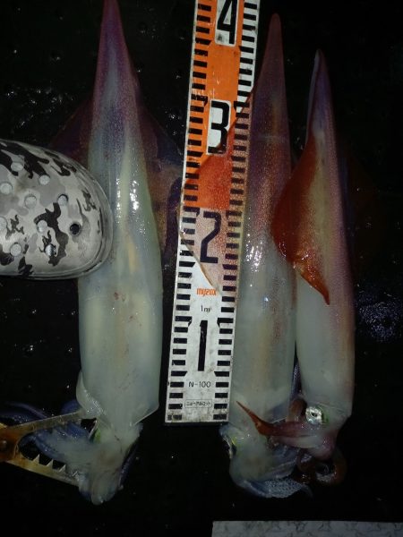 第二龍勢丸 釣果