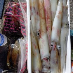 第二龍勢丸 釣果