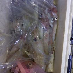 第二龍勢丸 釣果