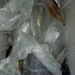 第二龍勢丸 釣果