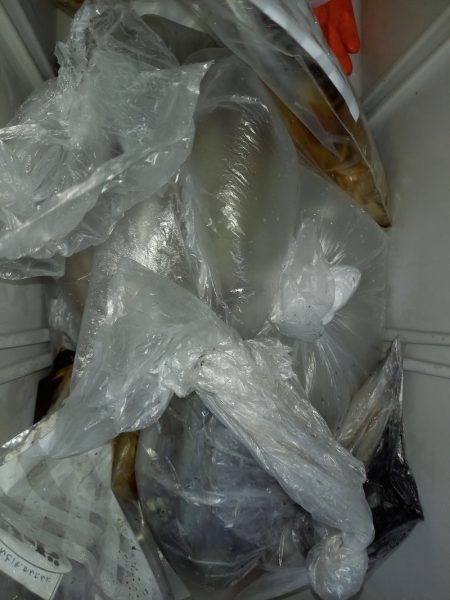 第二龍勢丸 釣果