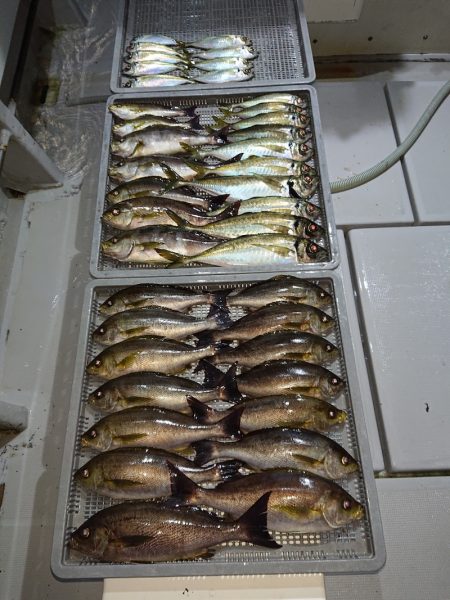 エンペラー 釣果