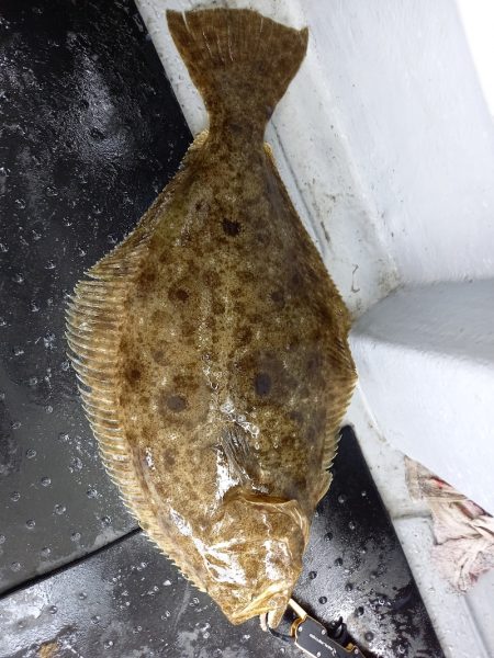 第二龍勢丸 釣果