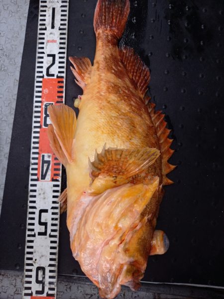 第二龍勢丸 釣果