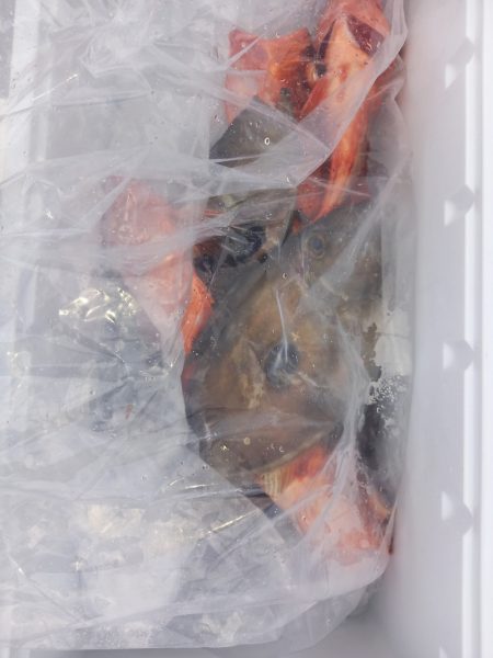 第二龍勢丸 釣果