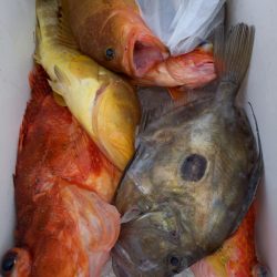 第二龍勢丸 釣果