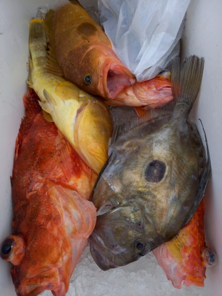 第二龍勢丸 釣果