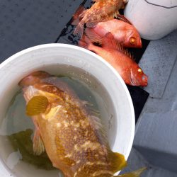 第二龍勢丸 釣果