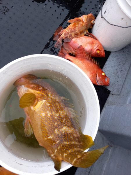 第二龍勢丸 釣果