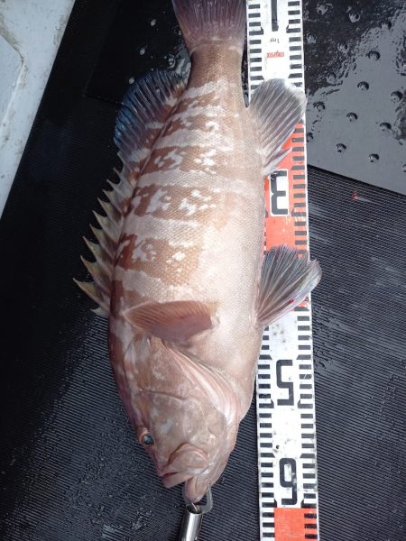 第二龍勢丸 釣果