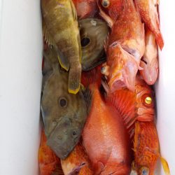 第二龍勢丸 釣果