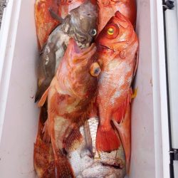 第二龍勢丸 釣果