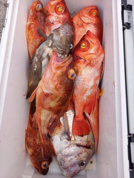 第二龍勢丸 釣果