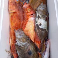 第二龍勢丸 釣果