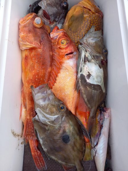 第二龍勢丸 釣果