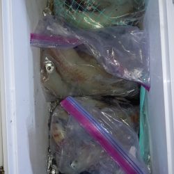 第二龍勢丸 釣果