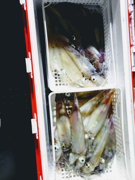 第二龍勢丸 釣果