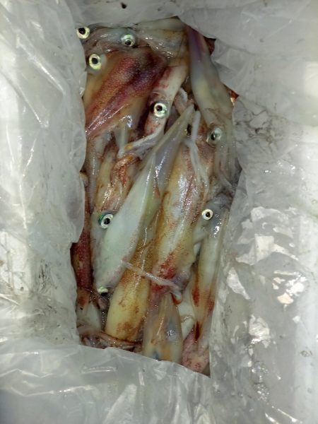 第二龍勢丸 釣果