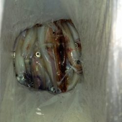 第二龍勢丸 釣果