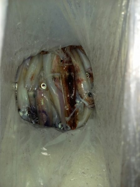 第二龍勢丸 釣果