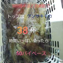 シーライオン 釣果