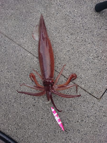 ARCADIAⅡ (アルカディアⅡ) 釣果