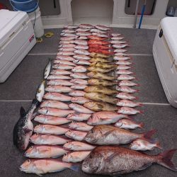 ARCADIAⅡ (アルカディアⅡ) 釣果