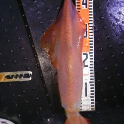 第二龍勢丸 釣果