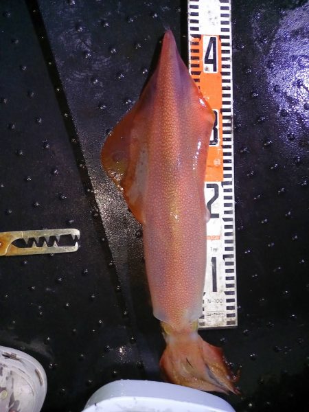 第二龍勢丸 釣果