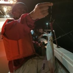 アマテラス 釣果