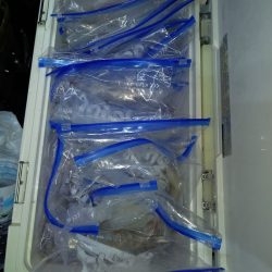 第二龍勢丸 釣果