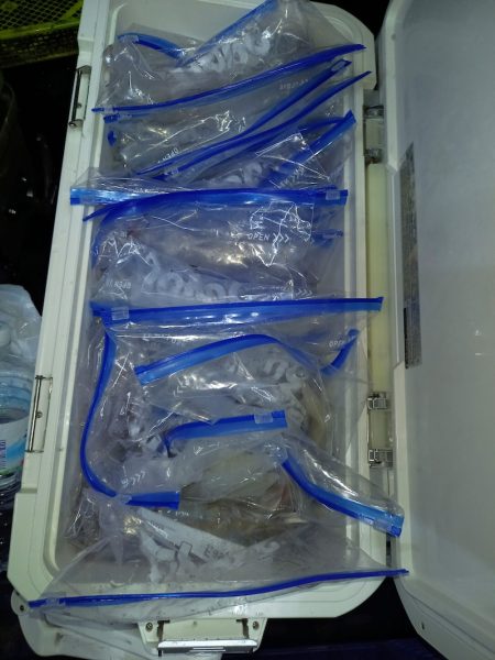 第二龍勢丸 釣果