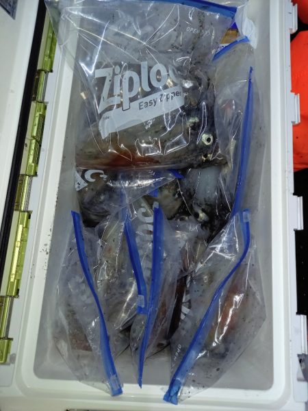 第二龍勢丸 釣果