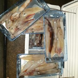 シーライオン 釣果