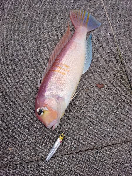 ARCADIAⅡ （アルカディアⅡ） 釣果