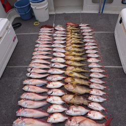 ARCADIAⅡ （アルカディアⅡ） 釣果